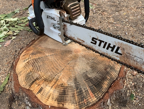Tree Removal Image